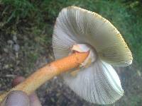 Amanita rufoferruginea image