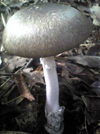 Amanita pseudoporphyria image