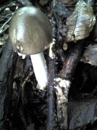 Amanita pseudoporphyria image