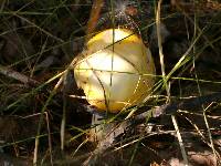 Amanita amerimuscaria image