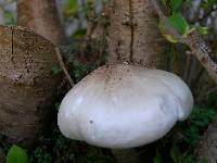 Pluteus petasatus image