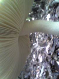 Amanita virgineoides image