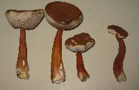 Austroboletus gracilis image