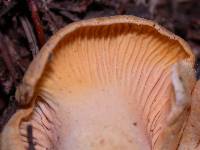 Cantharellus formosus image