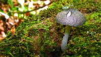 Pluteus americanus image