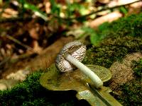 Pluteus americanus image