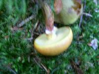 Suillus grevillei image