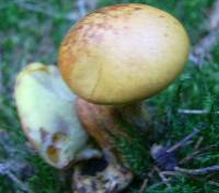 Suillus grevillei image