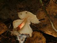 Lepiota cristata image