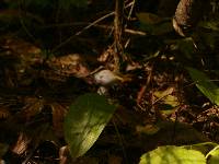 Cortinarius alboviolaceus image