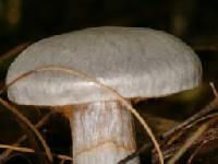 Cortinarius alboviolaceus image