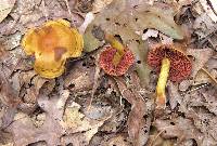 Cortinarius semisanguineus image