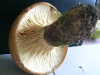 Tapinella atrotomentosa image