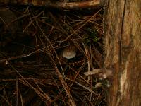 Mycena subcaerulea image