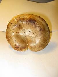 Paxillus involutus image