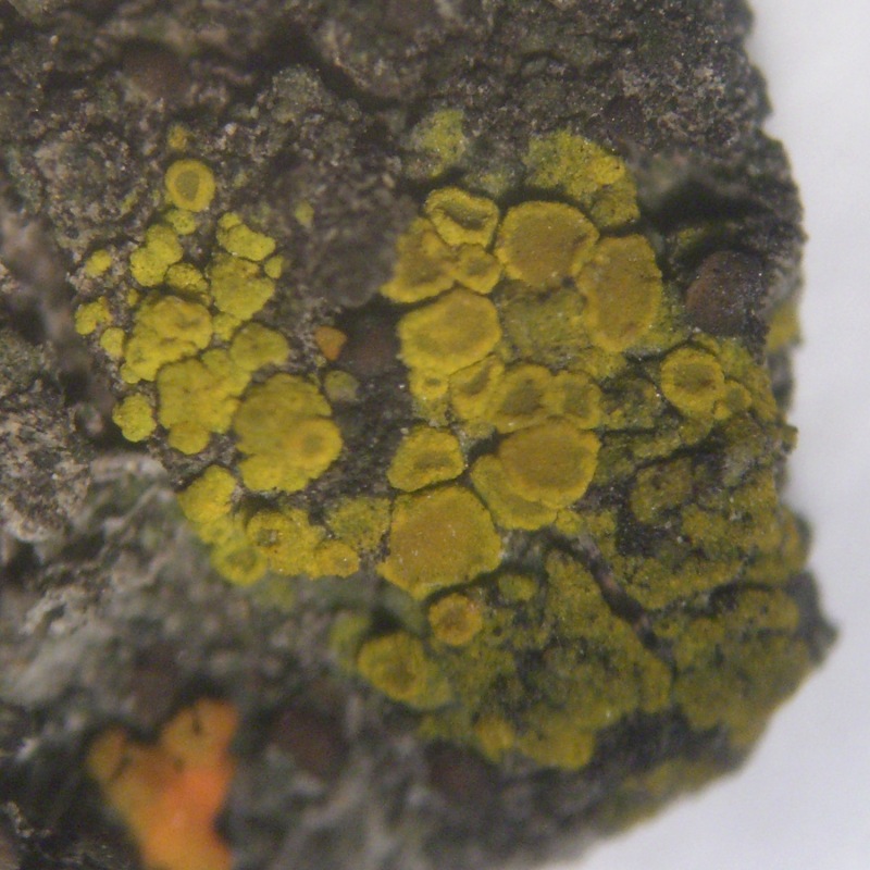 Candelariella antennaria image