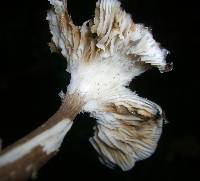 Pseudoclitocybe cyathiformis image