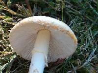 Amanita amerimuscaria image