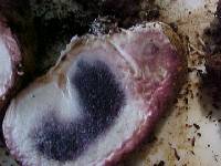 Scleroderma areolatum image