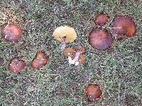 Suillus luteus image