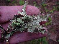Platismatia glauca image