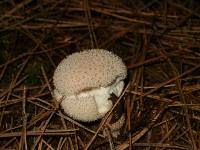 Lycoperdon echinatum image