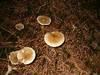 Ampulloclitocybe clavipes image