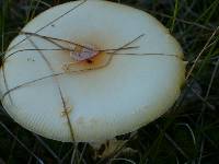 Amanita amerimuscaria image