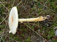 Amanita amerimuscaria image