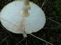 Amanita amerimuscaria image