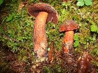 Boletus erythropus image