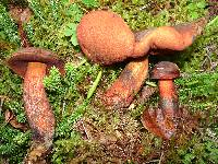 Boletus erythropus image