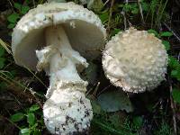 Amanita muscaria var. alba image