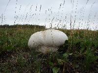 Calvatia bovista image