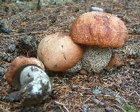 Leccinum ponderosum image