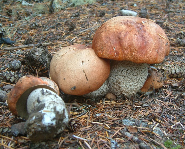 Leccinum ponderosum image