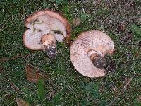 Tricholoma fracticum image