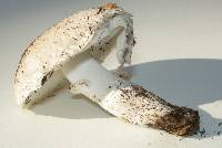 Leucoagaricus barssii image