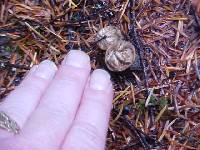 Lycoperdon nigrescens image