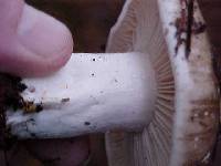 Russula sororia image