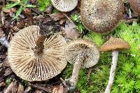 Inocybe tubarioides image