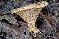 Lactarius psammicola image