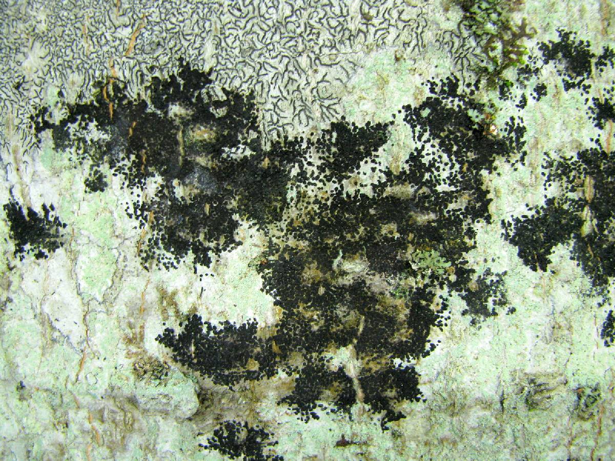 Ascodichaena rugosa image