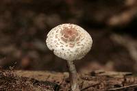 Lepiota cristata image