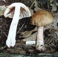 Amanita amerirubescens image