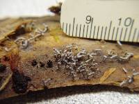 Arcyria cinerea image