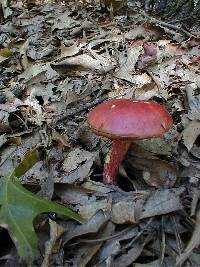 Boletus frostii image