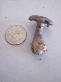 Cortinarius fragrans image