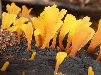 Dacryopinax spathularia image