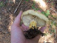 Lactarius repraesentaneus image